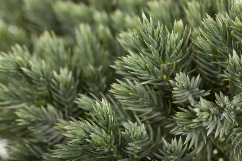 Juniperus squam. 'Blue Star' 25- 30 C6 - afbeelding 2