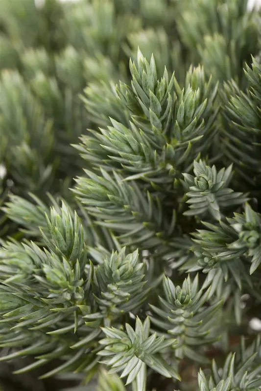 Juniperus squam. 'Blue Star' STAM/ 60 C11 - afbeelding 1