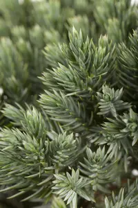 Juniperus squam. 'Blue Star' STAM/ 60 C11 - afbeelding 1