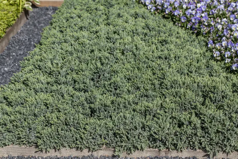 Juniperus squam. 'Blue Star' STAM/ 60 C11 - afbeelding 5