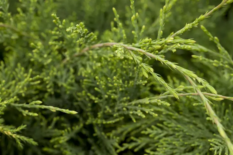 Juniperus virg. 'Hetzii' BONSAI 130-140 C130