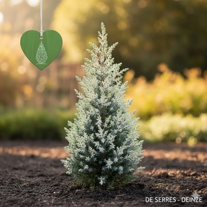 Juniperus virginiana 'Blue Ivory' C10 (80-100)