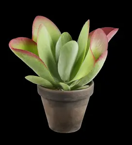 kalan thyrsiflora-p12 desert rose zwaar vertakt 4/ - afbeelding 5