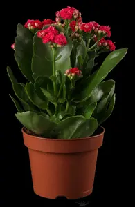 kalanchoe blossfeldiana gevuld perfecta orange-p23 - afbeelding 5