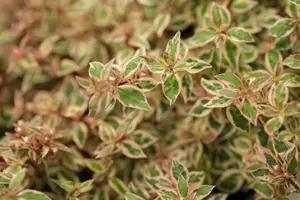 abelia grand. 'kaleidoscope'® (25- 30cm) - afbeelding 4