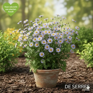 Kalimeris incisa 'Blue Star' P9