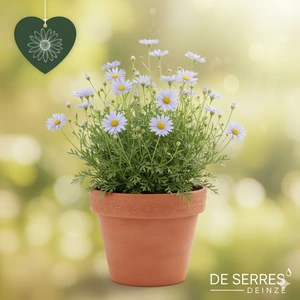 Kalimeris incisa 'Nana Blue' P9