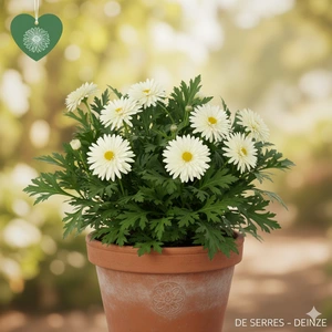 Kalimeris pinnatifida var. hortensis P9