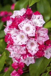 Kalmia lat. 'Starlike'® mix P19 - afbeelding 2