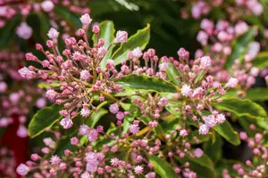 kalmia latifolia (25- 30cm) - afbeelding 5