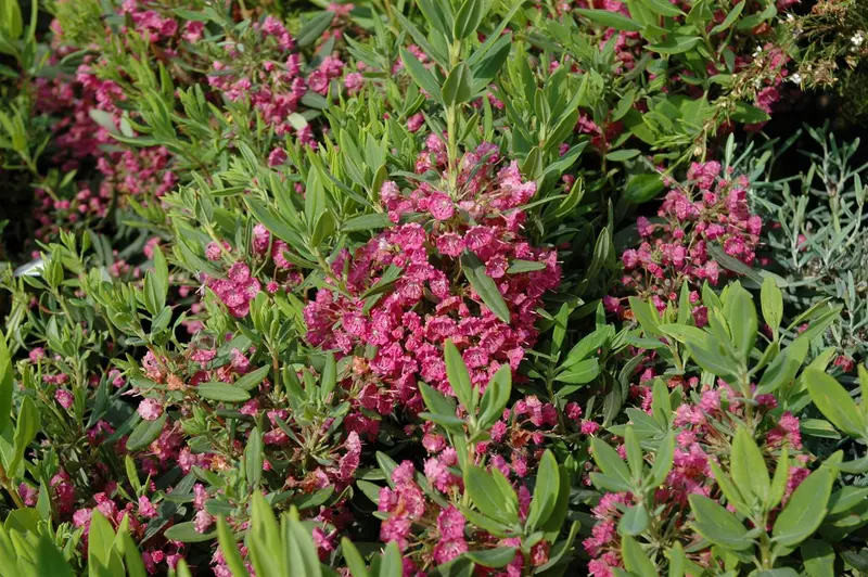 kalmia latifolia (25- 30cm) - afbeelding 3
