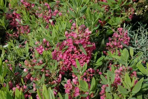 kalmia latifolia (25- 30cm) - afbeelding 3