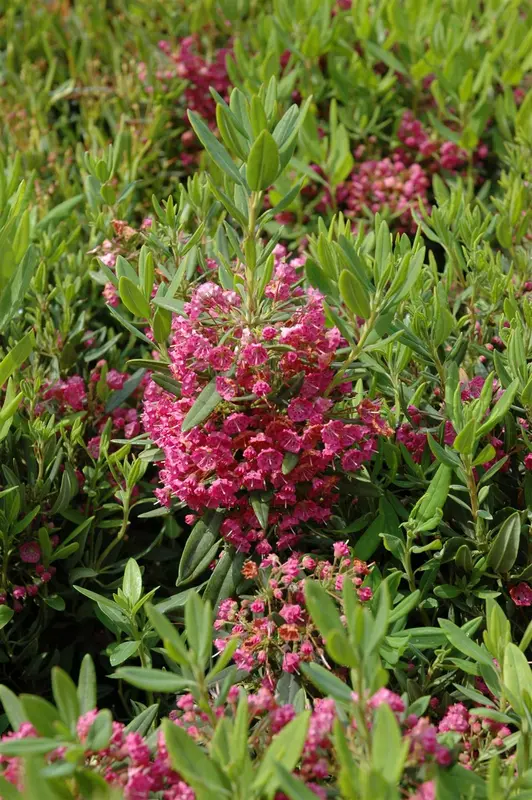 kalmia latifolia (25- 30cm) - afbeelding 4