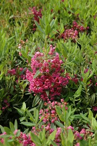 kalmia latifolia (25- 30cm) - afbeelding 4