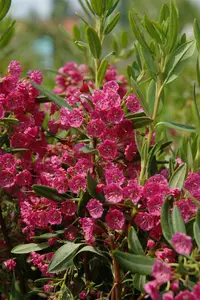 kalmia latifolia (25- 30cm) - afbeelding 5