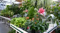 Kamerplanten