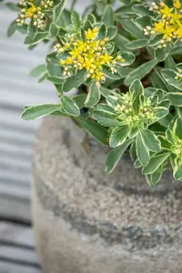 Sedum kamtschaticum P9 - afbeelding 2