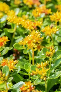 Sedum kamtschaticum P9 - afbeelding 5