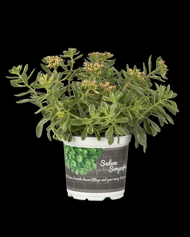 Sedum kamtschaticum P9 - afbeelding 3