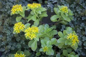 Sedum kamtschaticum P9 - afbeelding 5