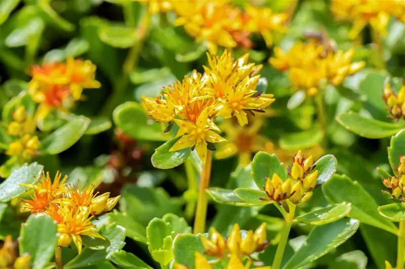 Sedum kamtschaticum P9 - afbeelding 4
