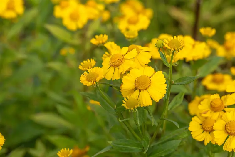 helenium hybr. 'kanaria' P9