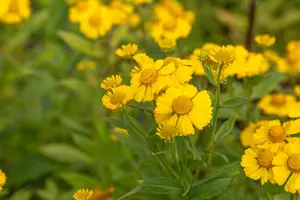 helenium hybr. 'kanaria' P9
