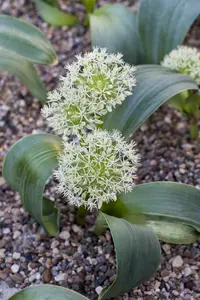 allium karataviense P9 - afbeelding 5