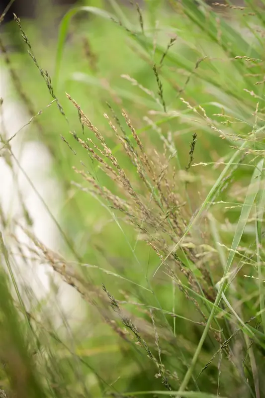 molinia arund. 'karl foerster' P9 - afbeelding 1