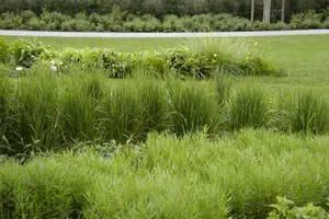 calamagrostis acut. 'karl foerster' P9 - afbeelding 3