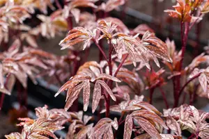 paeonia lact. 'karl rosenfield' (d) C1 - afbeelding 4
