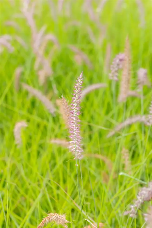 pennisetum or. 'karley rose'® P9 - afbeelding 2