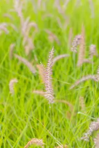 pennisetum or. 'karley rose'® P9 - afbeelding 2