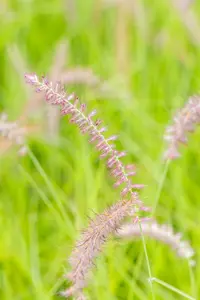 pennisetum or. 'karley rose'® P9 - afbeelding 4
