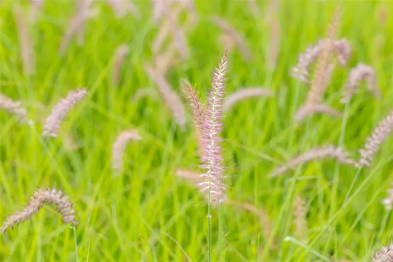 pennisetum or. 'karley rose'® P9 - afbeelding 1