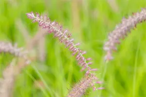 pennisetum or. 'karley rose'® P9 - afbeelding 3