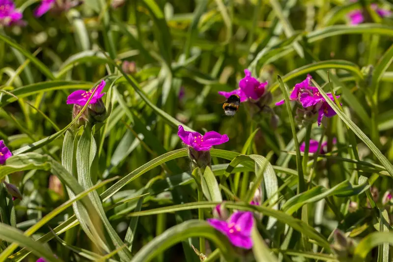 tradescantia (a) 'karminglut' P9