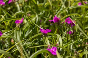 tradescantia (a) 'karminglut' P9