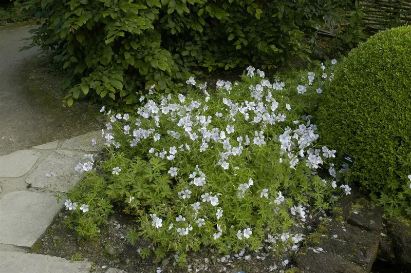 geranium clarkei 'kashmir white' P9 - afbeelding 1