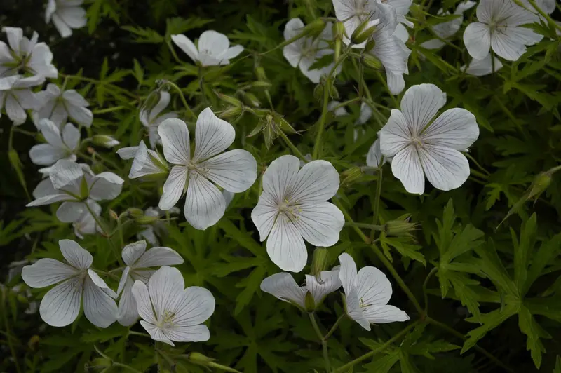 geranium clarkei 'kashmir white' P9 - afbeelding 2