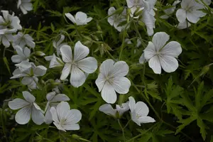 geranium clarkei 'kashmir white' P9 - afbeelding 2