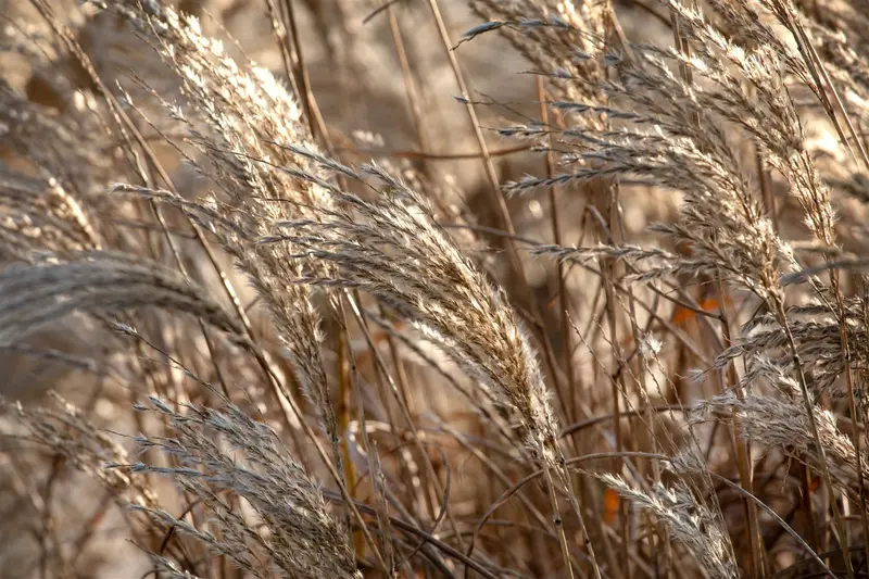 miscanthus sin. 'kaskade' P9