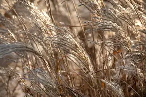 miscanthus sin. 'kaskade' P9