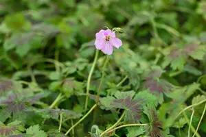 geranium oxon. 'katherine adele' P9 - afbeelding 2
