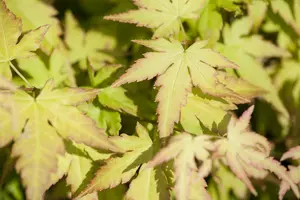 acer palm. 'katsura' (150-175 cm) - afbeelding 4