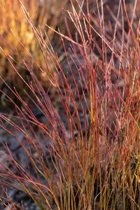 cornus ser. 'kelsey's dwarf' ('kelseyi') P9 - afbeelding 5