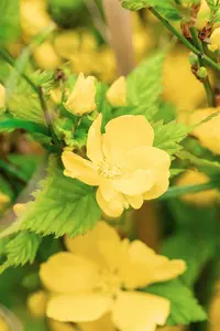 Golden Guinea - afbeelding 3