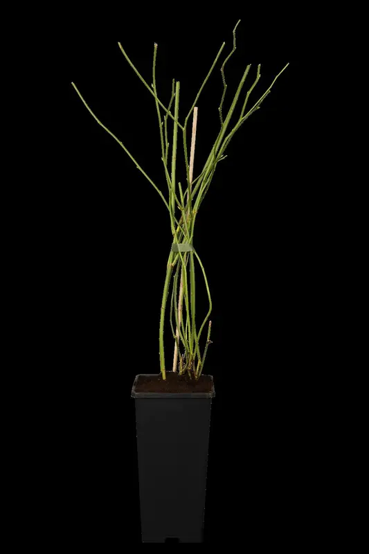 Pleniflora - afbeelding 1