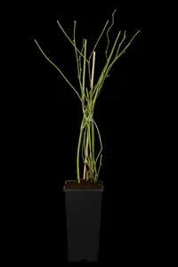 Pleniflora - afbeelding 5