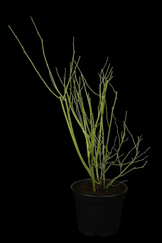Pleniflora - afbeelding 2